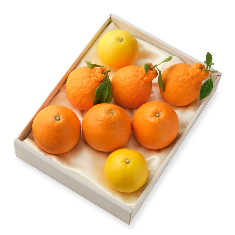 旬な柑橘食べ比べセット L（１２個以上 ３種類以上） 厳選・安全検品｜金沢のフルーツ専門店・ギフトなら堀他（HORITA）