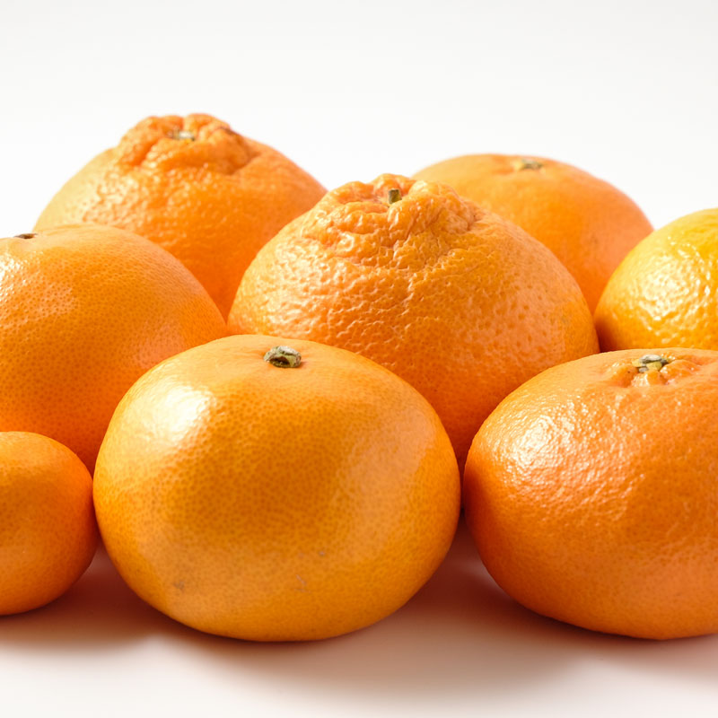 旬な柑橘食べ比べセット L（１２個以上 ３種類以上） 厳選・安全検品｜金沢のフルーツ専門店・ギフトなら堀他（HORITA）