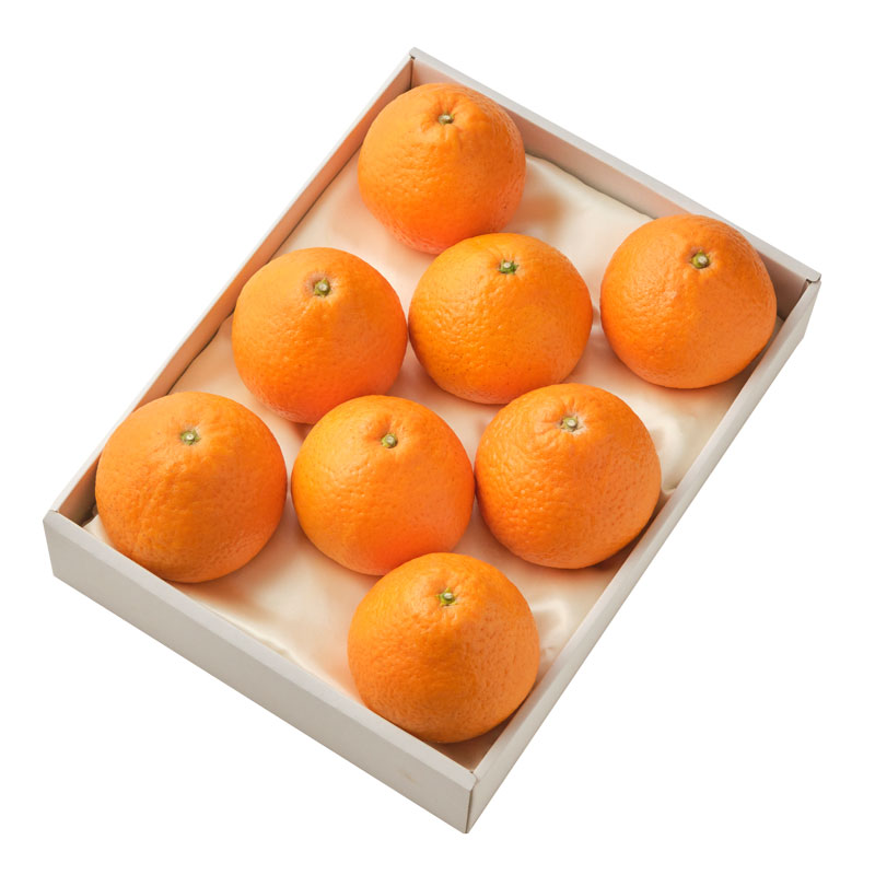 清見オレンジ ８個・・・厳選・安全検品