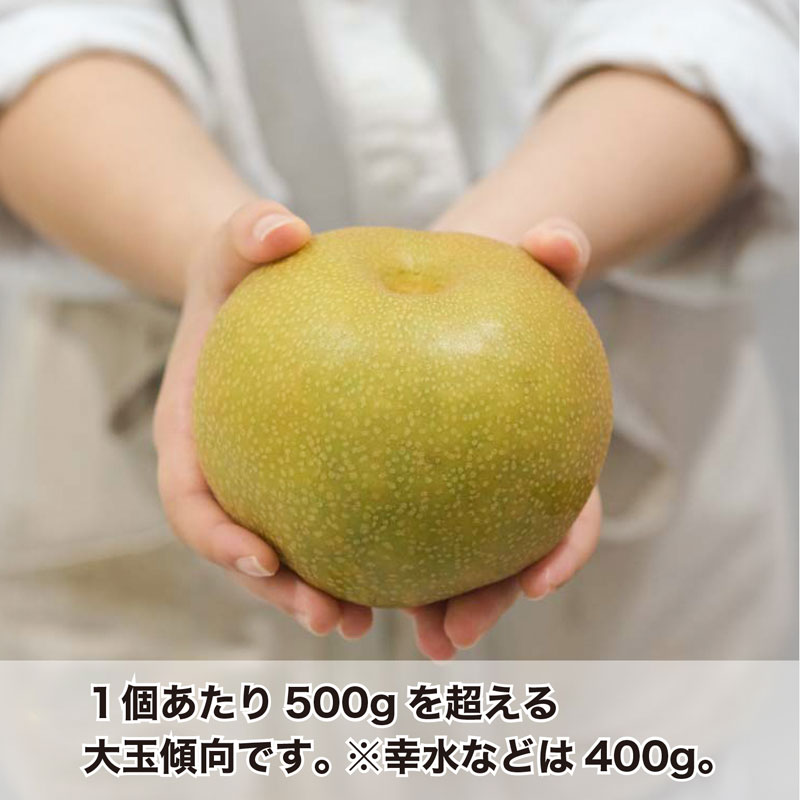 9月発送】【石川県の高級ブランド梨】加賀しずく5～10玉入り 厳選
