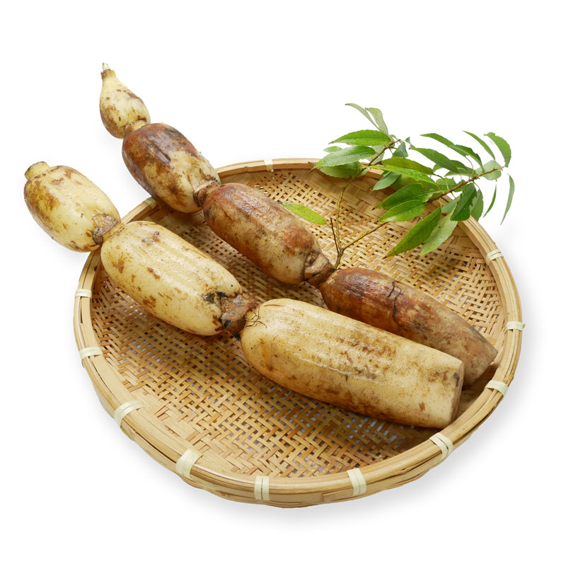 ＜ 金沢・加賀野菜 ＞加賀れんこん ２～３本 ( Lサイズ ２kg以上 )