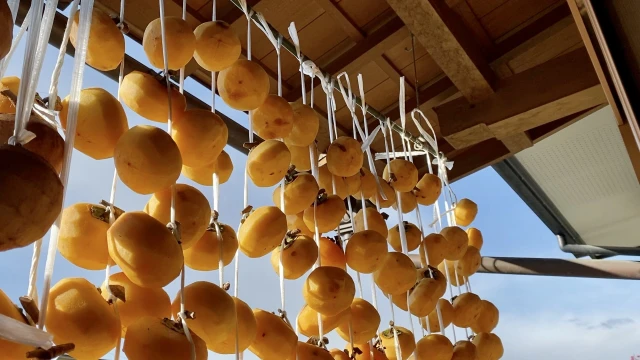 “干し柿のカーテン”