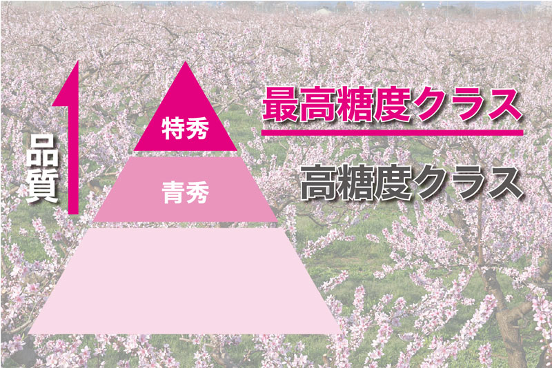 最高糖度等級の桃