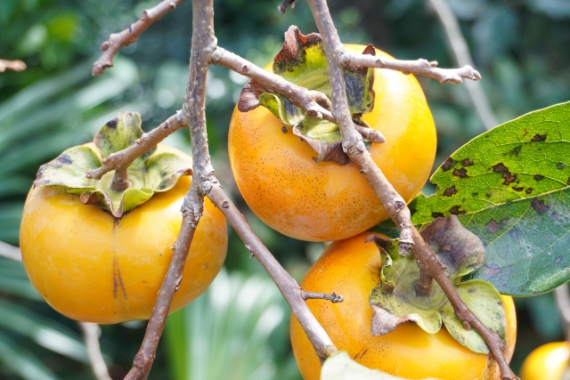 石川県にしかないレアな紋平柿