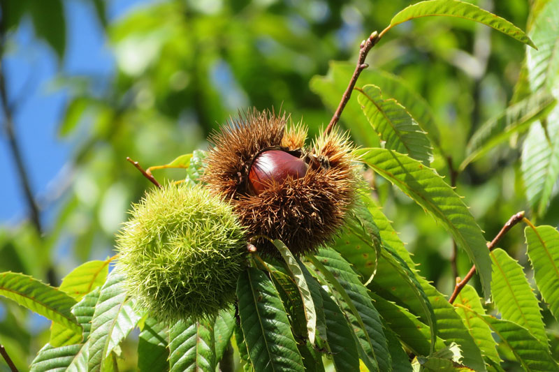 “能登くり発祥の栗園”