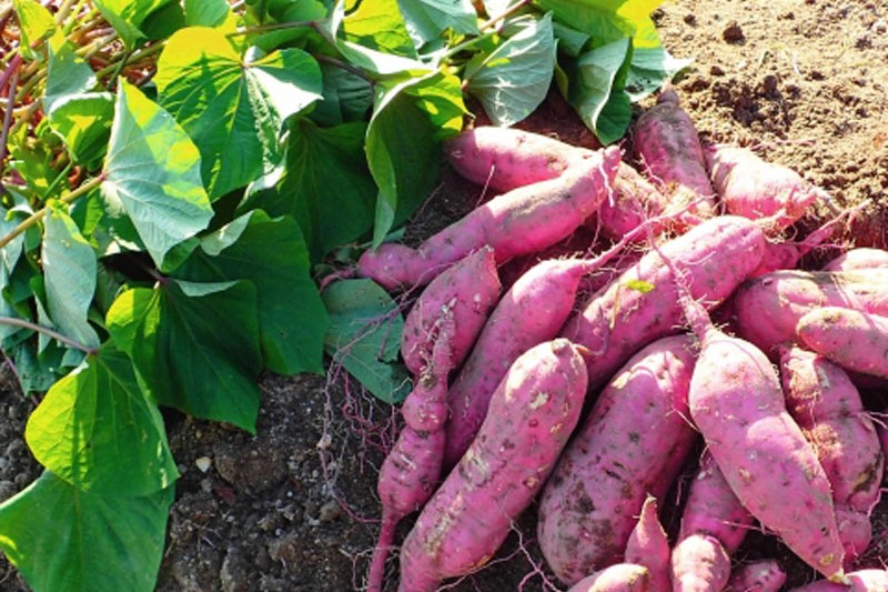 五郎島金時と奇跡の砂