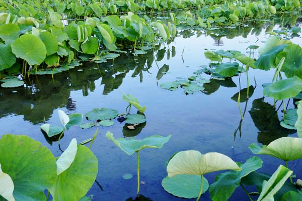 加賀れんこん畑